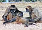 動物図鑑・ジェフロイクモザルの写真 23